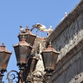 Storks on the city wall